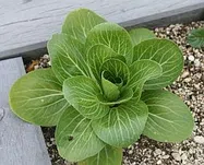 チンゲンサイ【地植え】写真