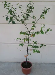 うめ【鉢植え】写真