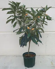 びわ【鉢植え】写真