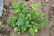 パセリ【地植え】写真