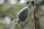 フェイジョア【地植え】写真