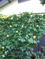ヘチマ【地植え】写真
