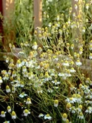 カモミール【地植え】写真