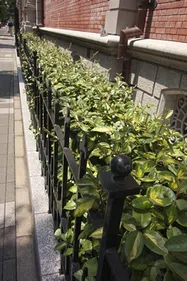 グミの仲間【地植え】写真