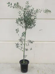 オリーブ【鉢植え】写真
