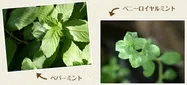 ミント【地植え】写真