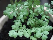 コリアンダー(葉)【地植え】写真