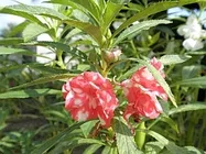 ほうせんか写真