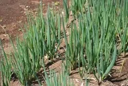 葉ネギ【地植え】写真