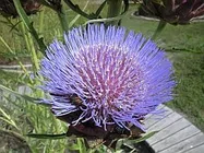 アーティチョーク【地植え】写真