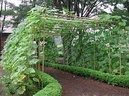 ミニカボチャ【地植え】写真