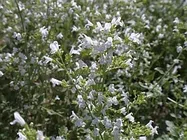 カラミンサ・ネペタ【地植え】写真