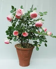 つるバラ（鉢植え）写真