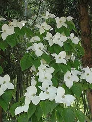 はなみずき写真