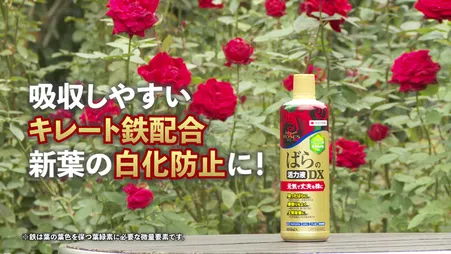 生活の木 ローズ 1ml 生活の木 ローズ 1ml 生活の木 ローズ 1ml アロマ