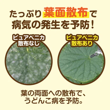 ピュアベニカ｜KINCHO園芸
