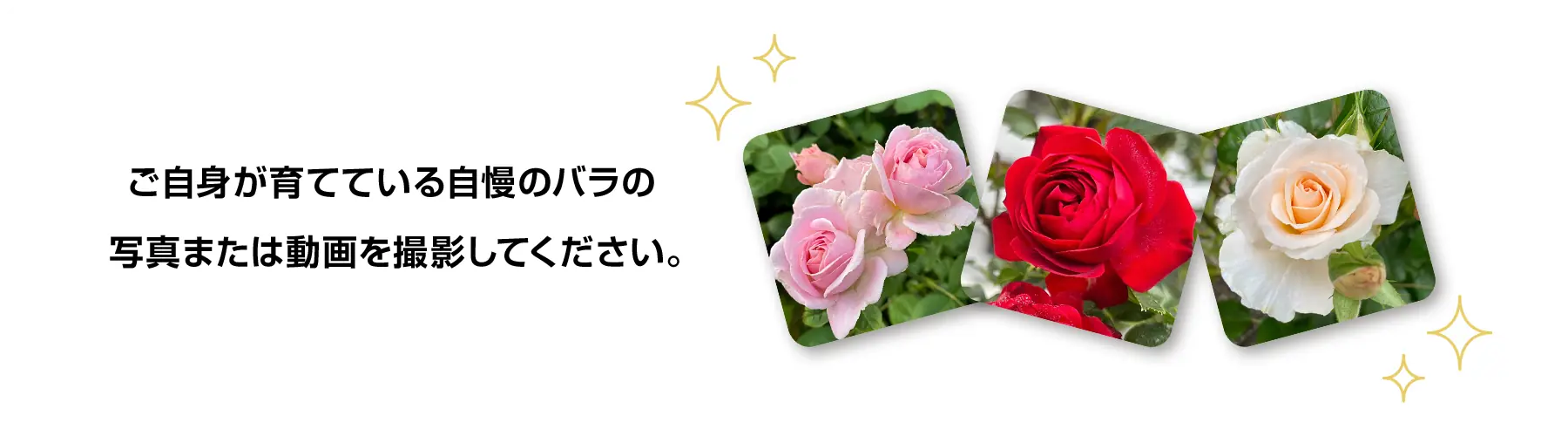 ご自身が育てている自慢のバラの写真または動画を撮影してください。