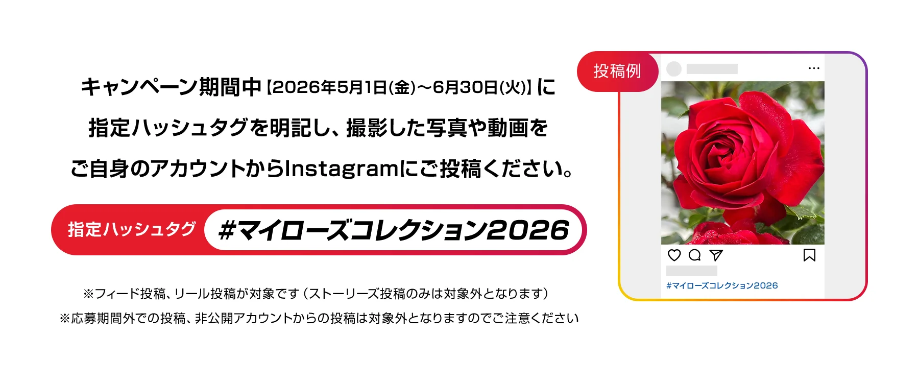 みんなでつくるマイローズコレクション2026｜KINCHO園芸