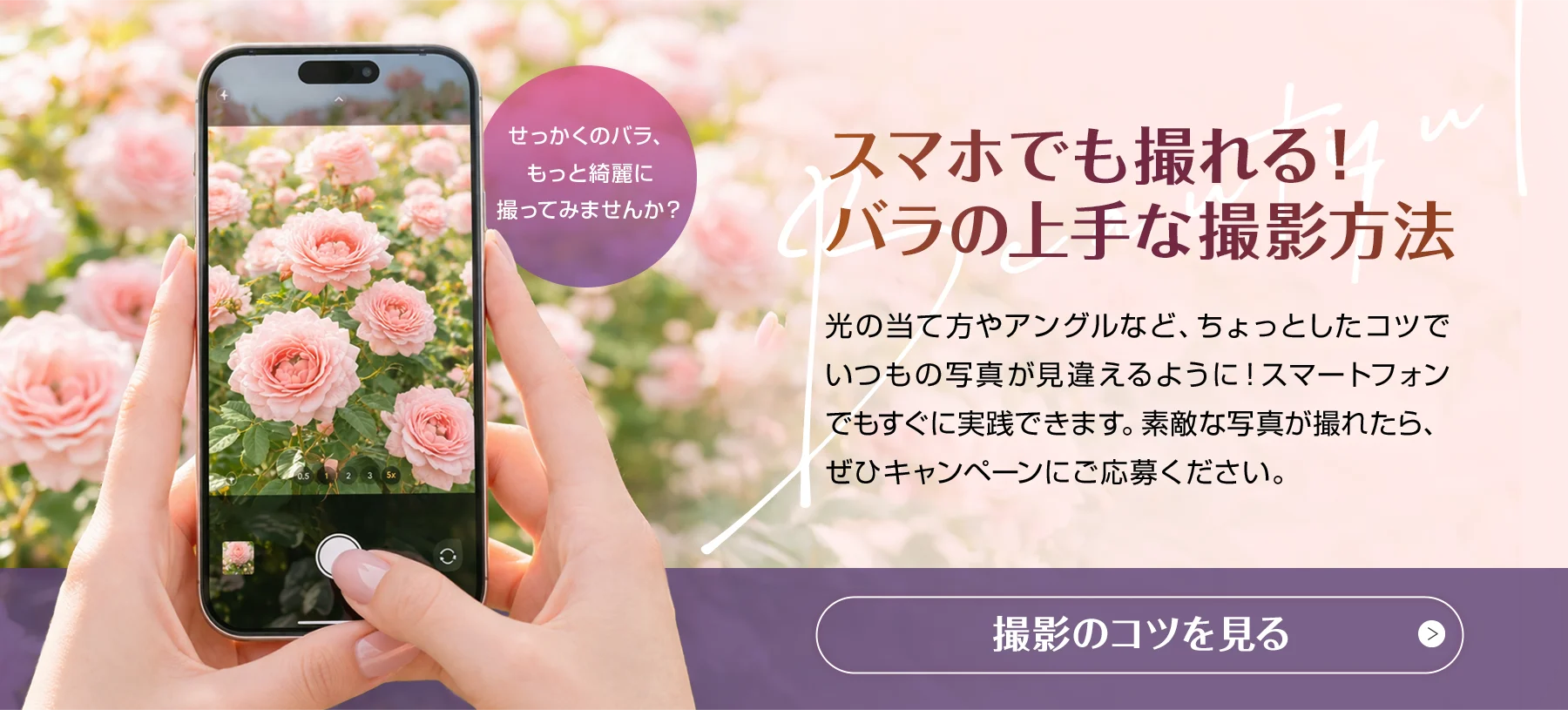 スマホでも撮れる！バラの上手な撮影方法　撮影のコツを見る