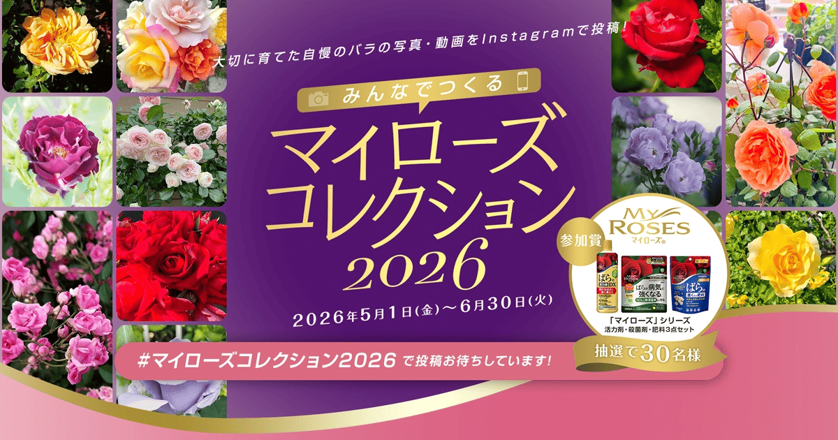 みんなでつくるマイローズコレクション2026｜KINCHO園芸
