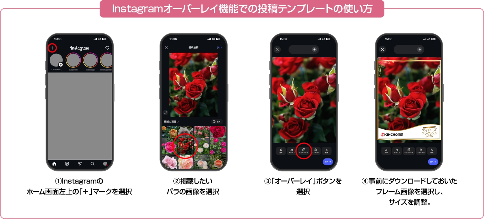 Instagramオーバーレイ機能での投稿テンプレートの使い方：①Instagramのホーム画面左上の「＋」マークを選択②掲載したいバラの画像を選択③「オーバーレイ」ボタンを選択④事前にダウンロードしておいたフレーム画像を選択し、サイズを調整。