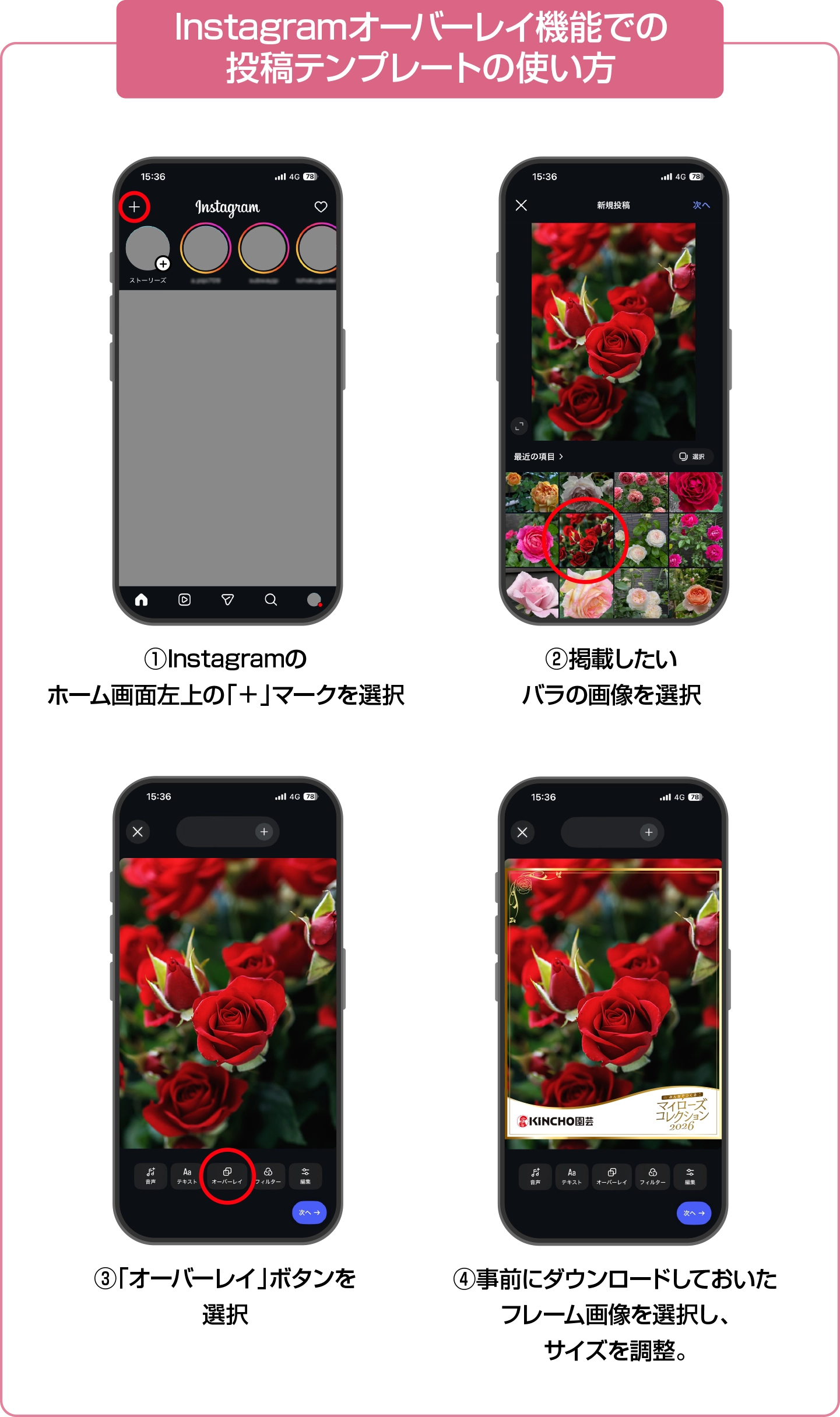Instagramオーバーレイ機能での投稿テンプレートの使い方：①Instagramのホーム画面左上の「＋」マークを選択②掲載したいバラの画像を選択③「オーバーレイ」ボタンを選択④事前にダウンロードしておいたフレーム画像を選択し、サイズを調整。