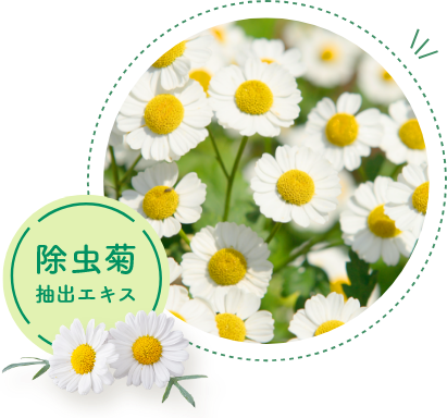 除虫菊抽出エキス