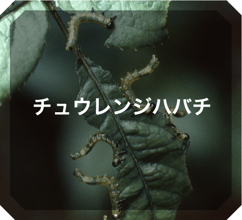 チュウレンジハバチ