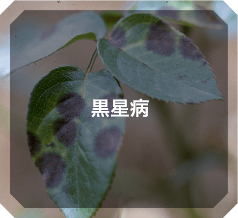 黒星病
