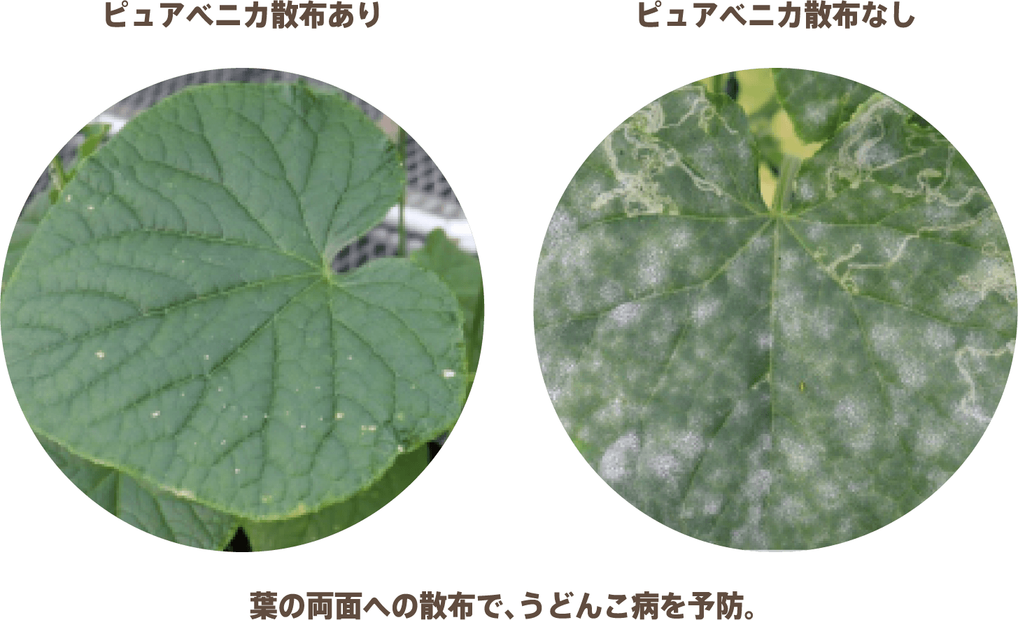 ピュアベニカ散布の有無の比較画像