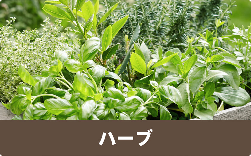 ハーブ