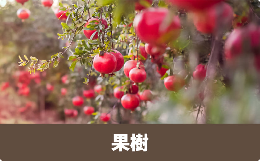 果樹