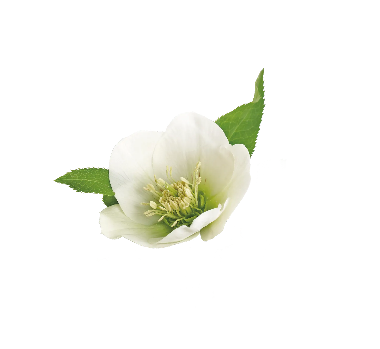 植物のイメージ画像